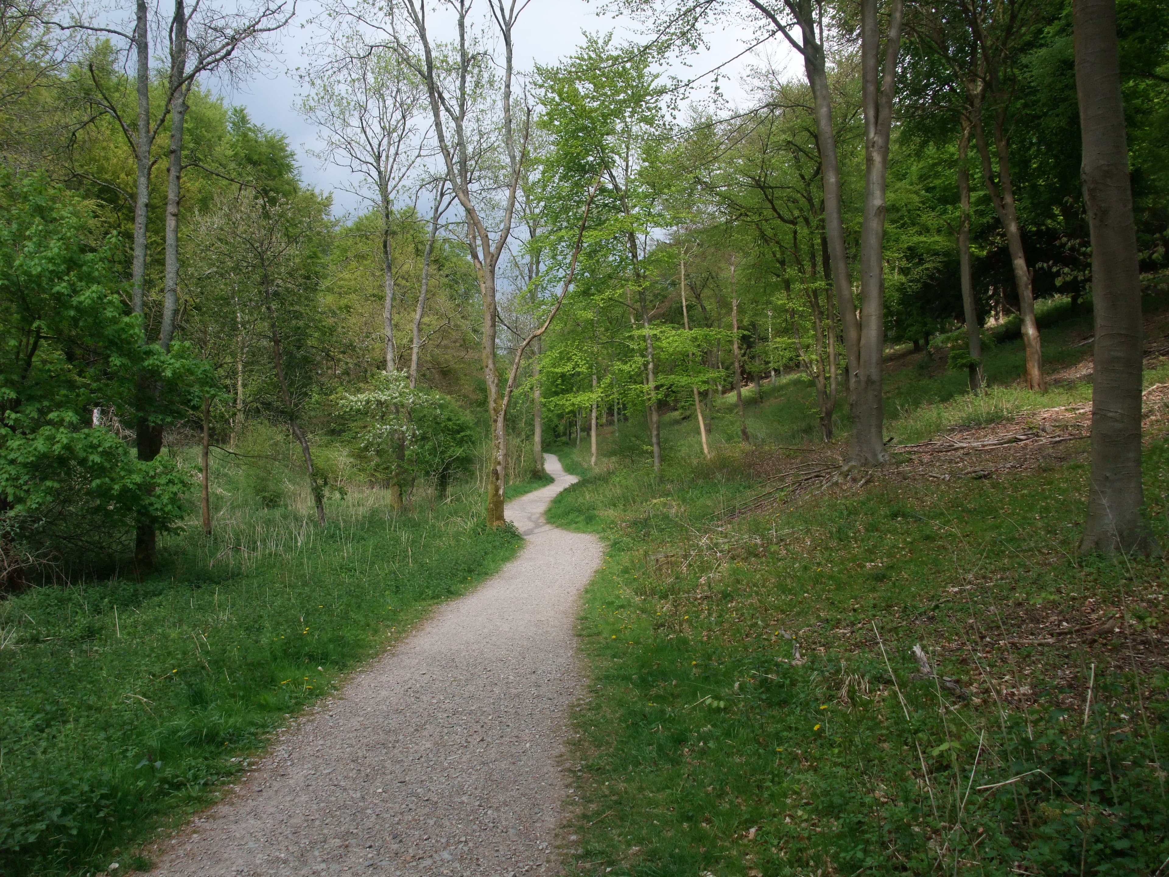 A wooded path through Queen Elizabeth Country Park near Clanfield